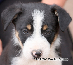Tricolour male, Smooth to medium coat, border collie puppy